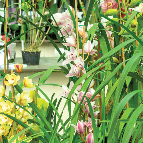 Orchids