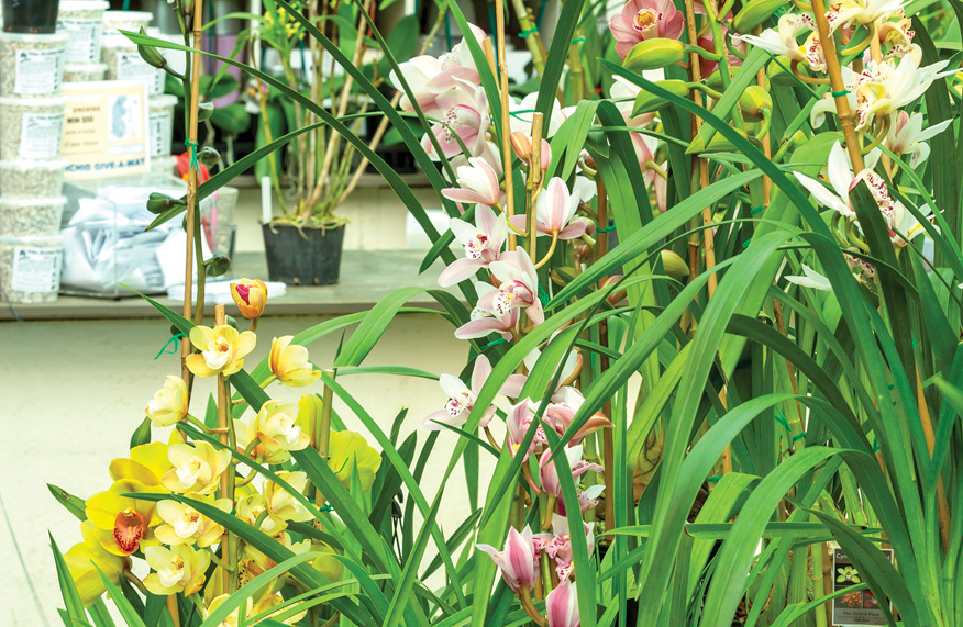 Orchids