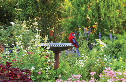 Bird-friendly gardens