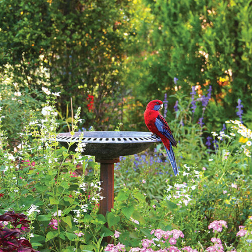 Bring in the birds Bird-friendly gardens