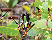 Black Coral Pea. October issue Gardening Australia magazine