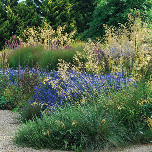 ornamental grasses