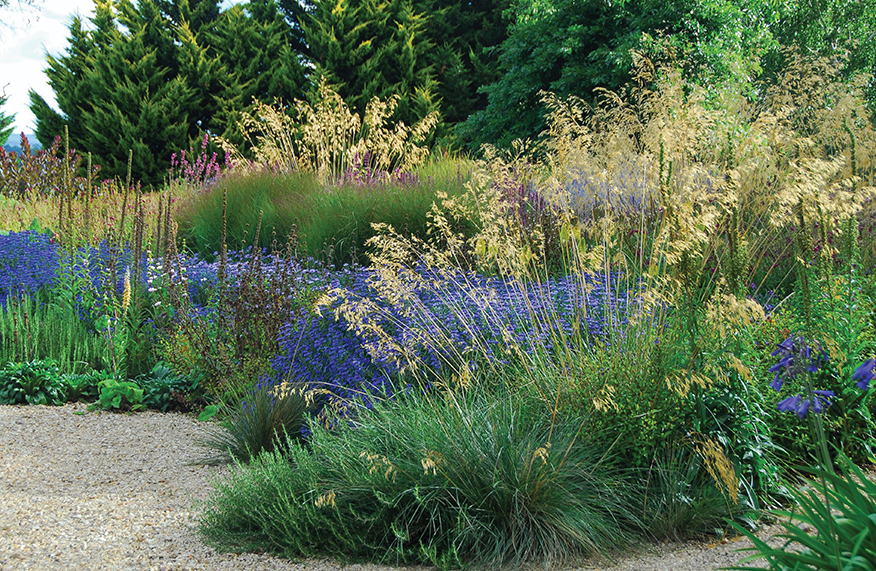ornamental grasses