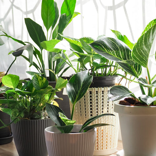 Blooming interest Indoor plants
