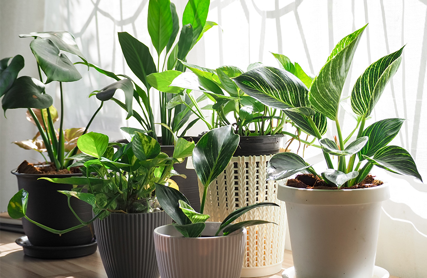 Indoor plants
