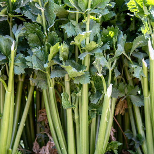 Grow celery