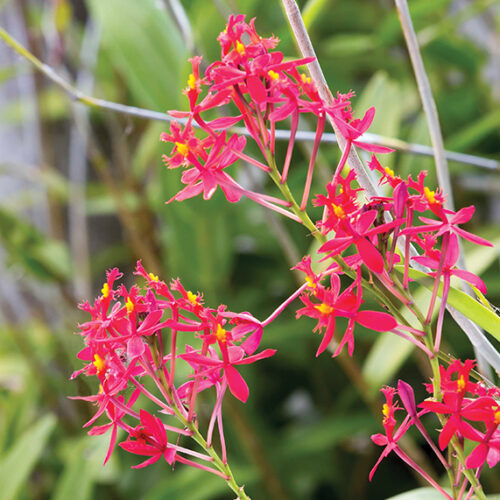Crucifix orchid