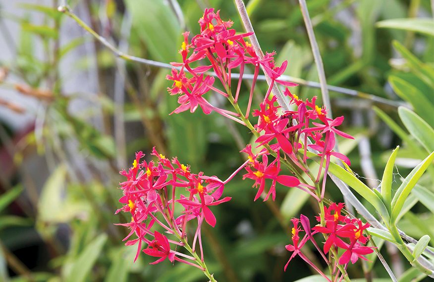 Crucifix orchid