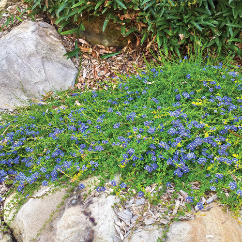 Far-reaching groundcovers