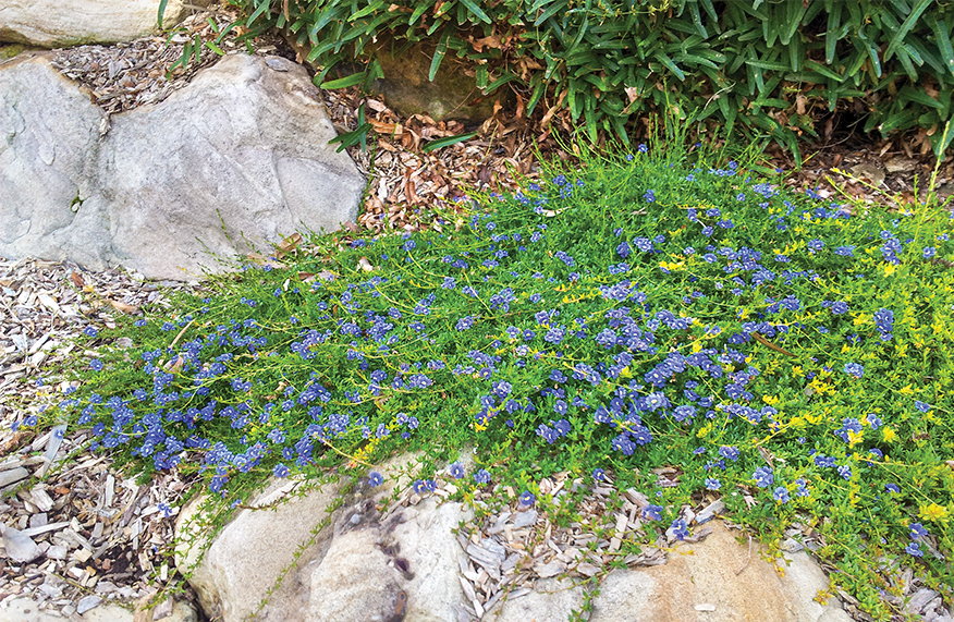 Far-reaching groundcovers