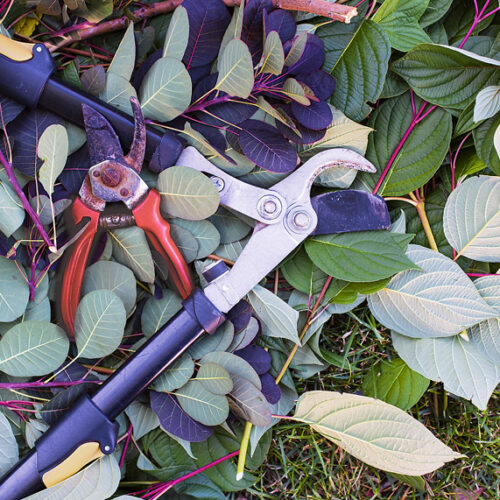 The best tools for pruning Pruning tools