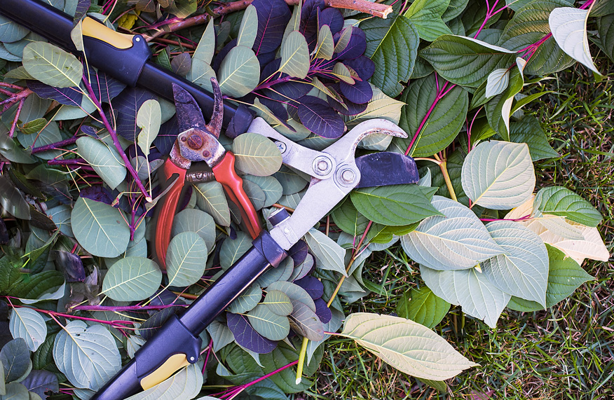 Pruning tools
