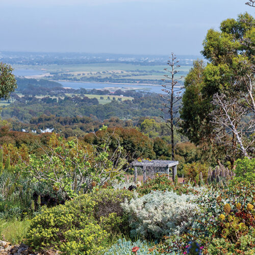 High and dry South Australian garden