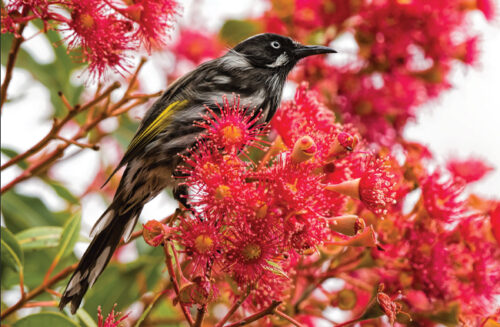 Bird-friendly gardens Gardening Australia magazine