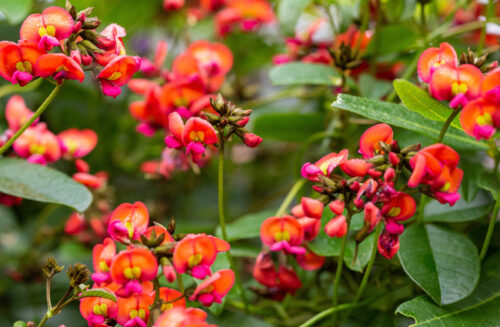 Coral pea flowers. October issue of Gardening Australia magazine.
