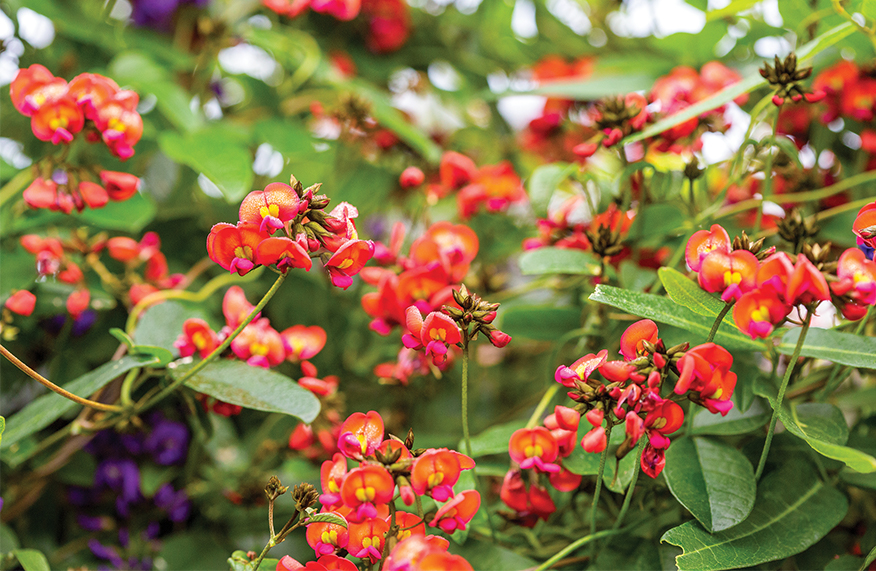 Coral vine (Kennedia coccinea)