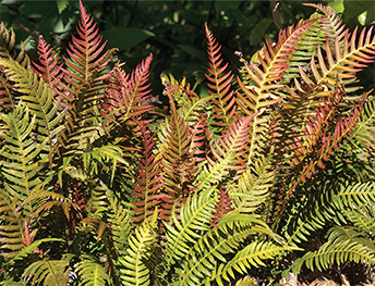 Rasp fern