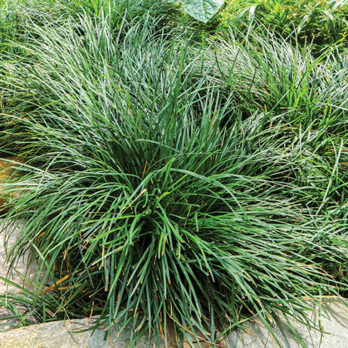 Shady grasses