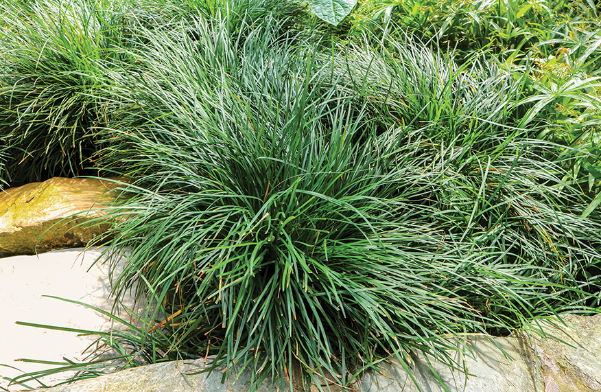 Shady grasses