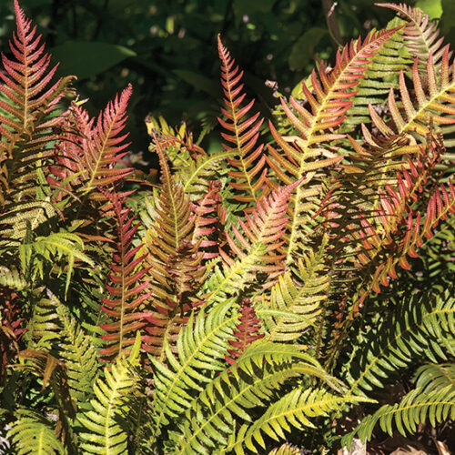 Rasp fern groundcovers