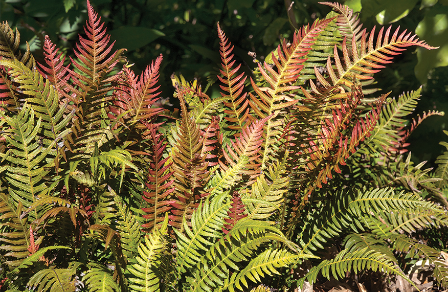 Rasp fern groundcovers