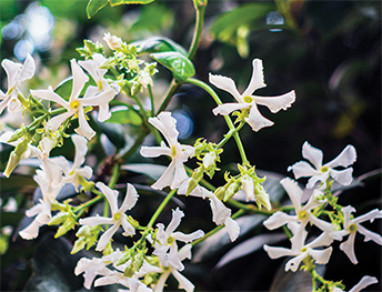 Asiatic star jasmine