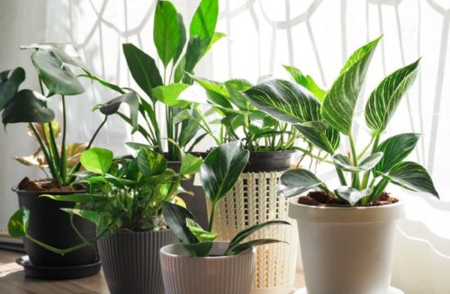 House plants Gardening Australia magazine