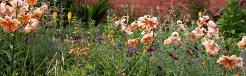in the garden