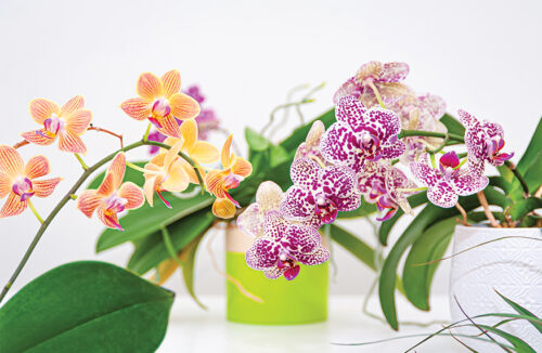 Orchids
