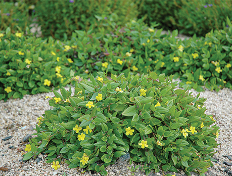 Groundcover Goodenia