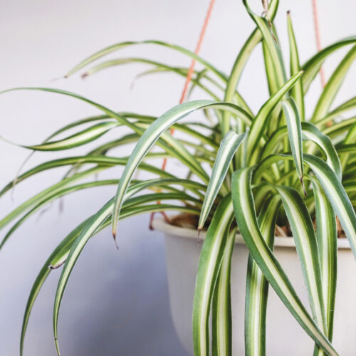 Spider plant Spider plant