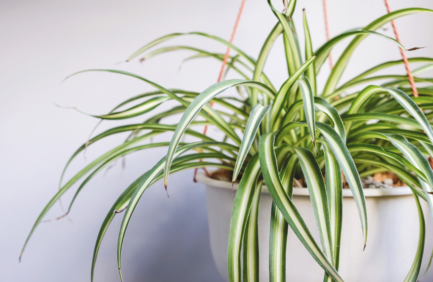 Spider plant