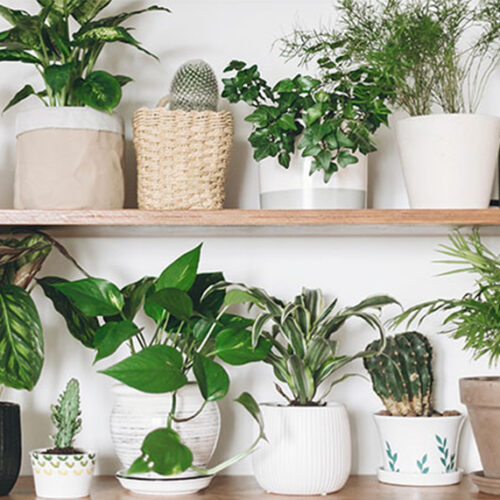 Books on indoor plants Books on indoor plants
