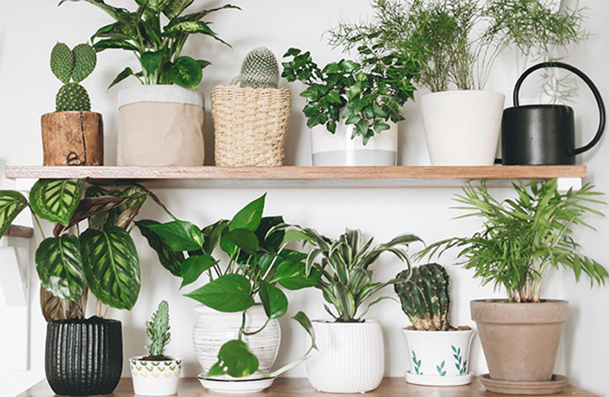 Books on indoor plants