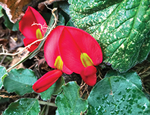 Kennedia prostrata coral pea flower