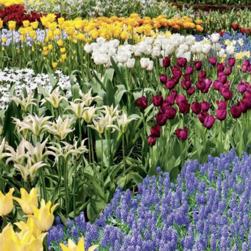 Keukenhof in Lisse, the Netherlands Keukenhof tulips and bulbs
