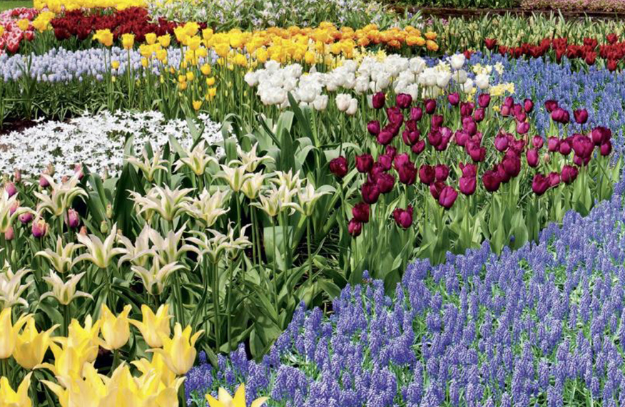 Keukenhof tulips and bulbs