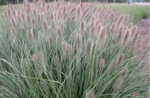 Native grasses