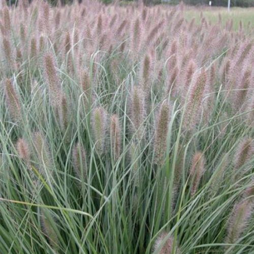 Native grasses