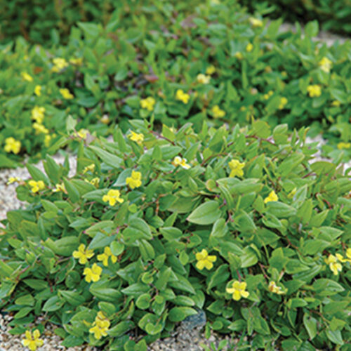 Native groundcover