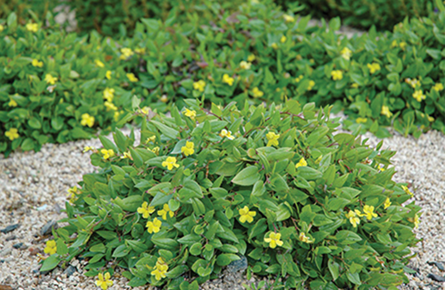 Native groundcover
