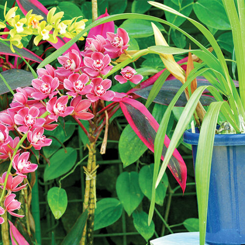 Repotting orchids