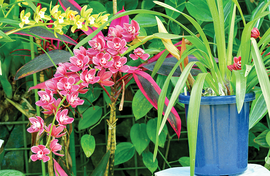 Repotting orchids