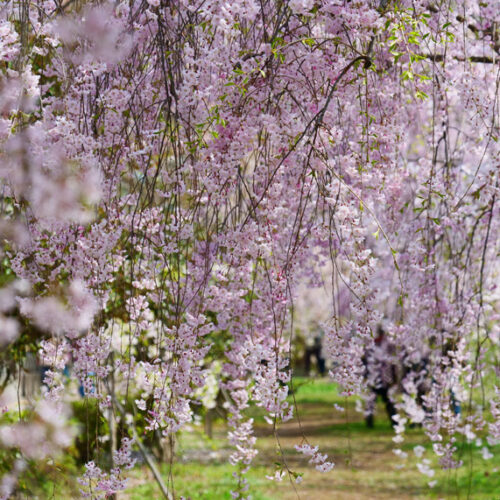 Small trees with big impact Flowering tree