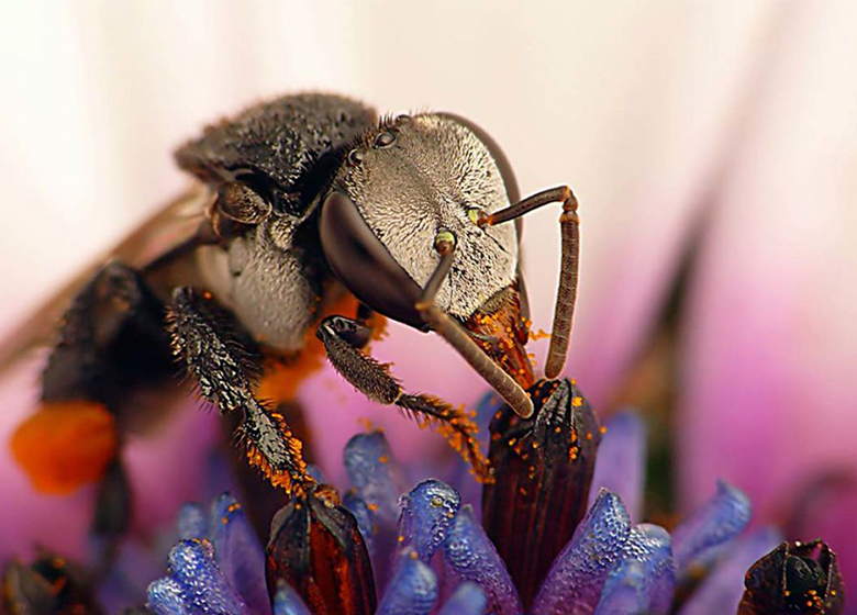 Australia Pollinator Week