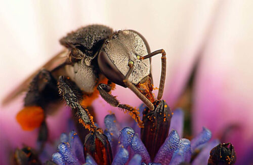 Pollinator count