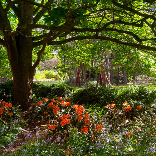 Caelum Open Garden Caelum gardens