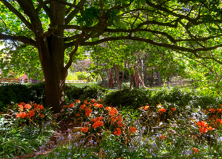 Caelum gardens