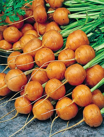 Paris market carrots
