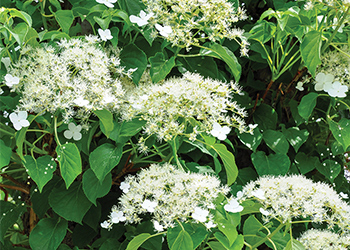 Climbing hydrangeas